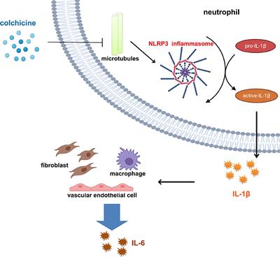 Anti-inflammatory Therapy for Coronary Atherosclerotic Heart Disease: Unanswered Questions Behind Existing Successes